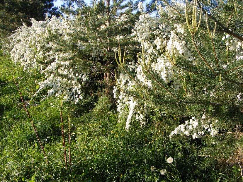  - Langa gard si flori de camp