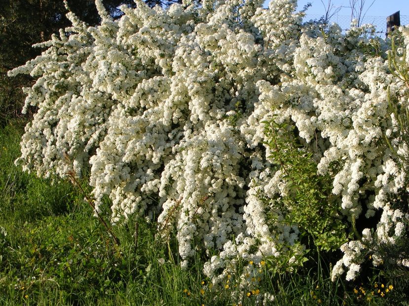  - Langa gard si flori de camp