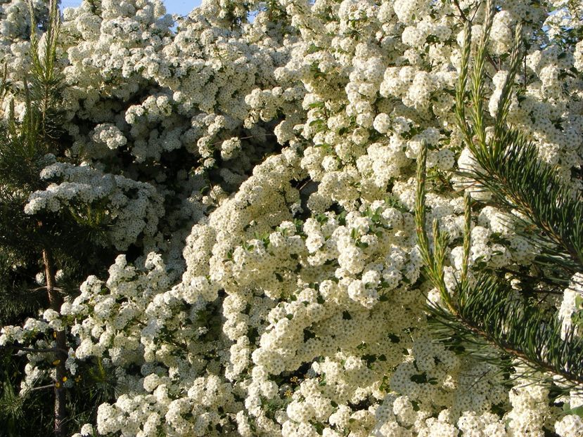  - Langa gard si flori de camp