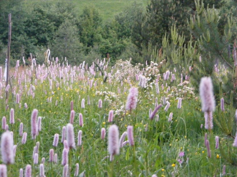  - Langa gard si flori de camp