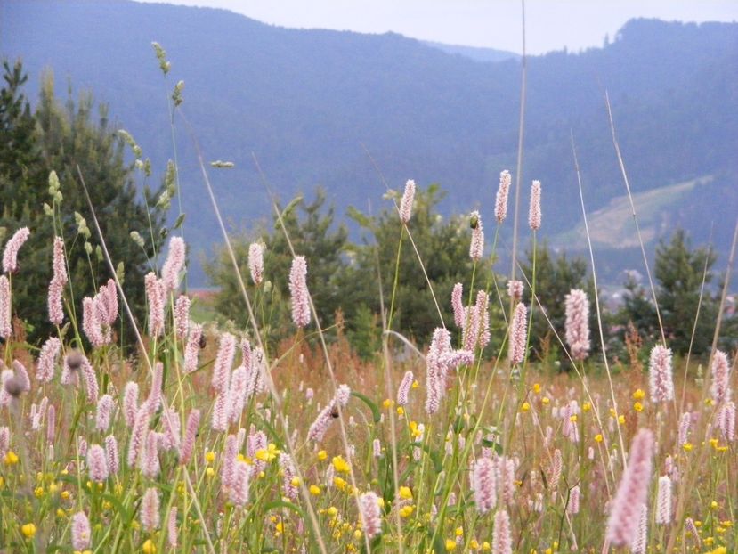  - Langa gard si flori de camp