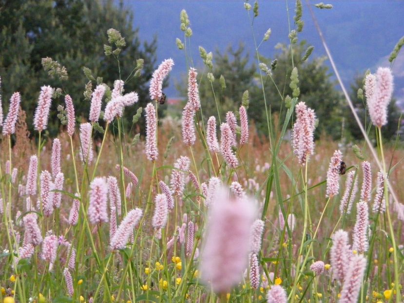  - Langa gard si flori de camp