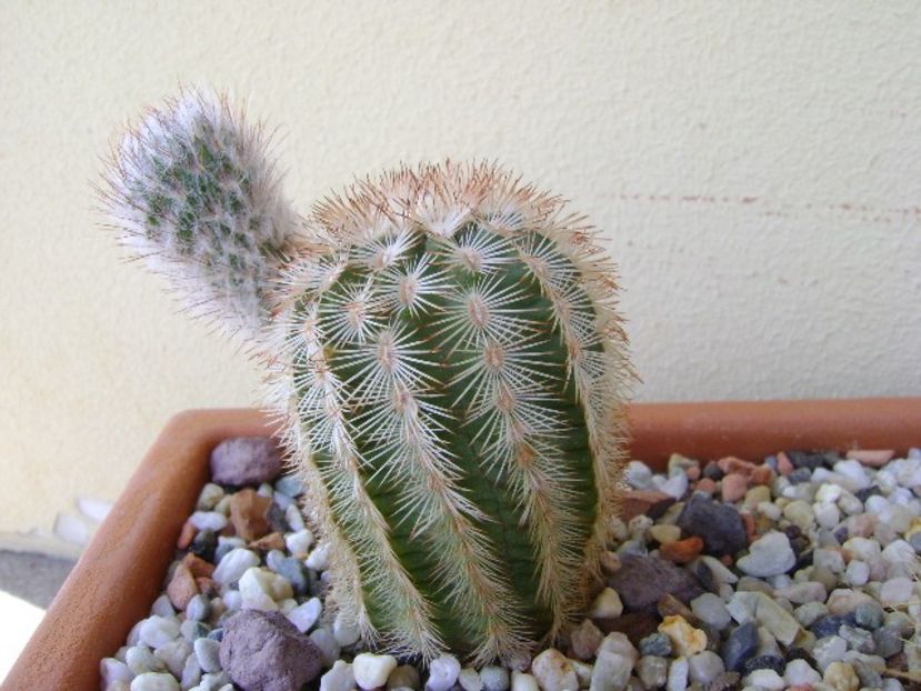 Echinocereus reichenbachii - Cactusi 2018