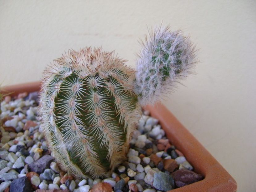 Echinocereus reichenbachii - Cactusi 2018