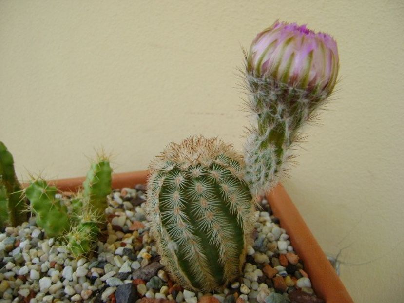 Echinocereus reichenbachii - Cactusi 2018