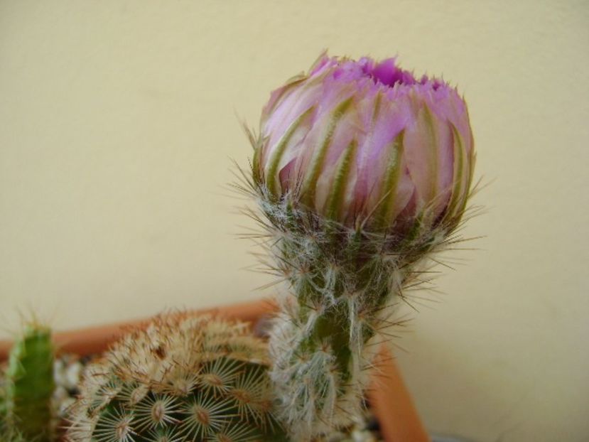 Echinocereus reichenbachii - Cactusi 2018