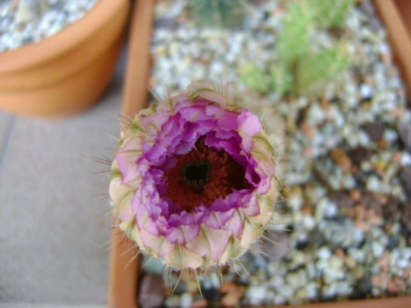 Echinocereus reichenbachii - Cactusi 2018