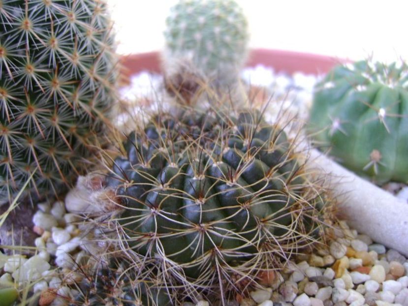 Lobivia arachnacantha v. densiseta (Echinopsis ancistrophora ssp. arachnacantha) - Cactusi 2018