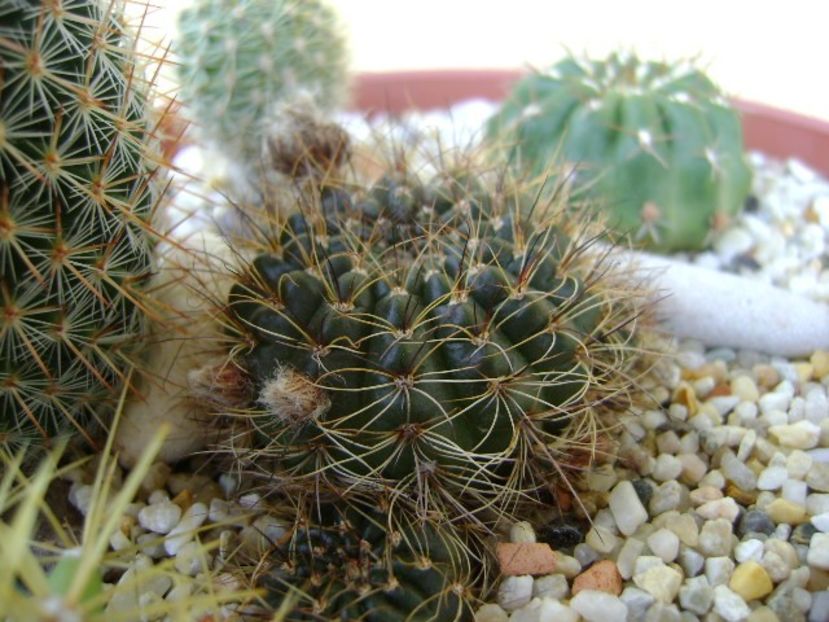 Lobivia arachnacantha v. densiseta (Echinopsis ancistrophora ssp. arachnacantha) - Cactusi 2018