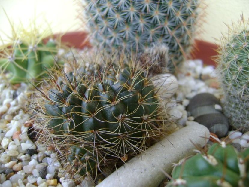 Lobivia arachnacantha v. densiseta (Echinopsis ancistrophora ssp. arachnacantha) - Cactusi 2018