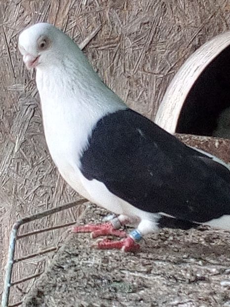  - jucatori capaciti de buzau