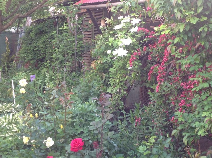  - Gradina feb 2018 un inceput de nou sezon