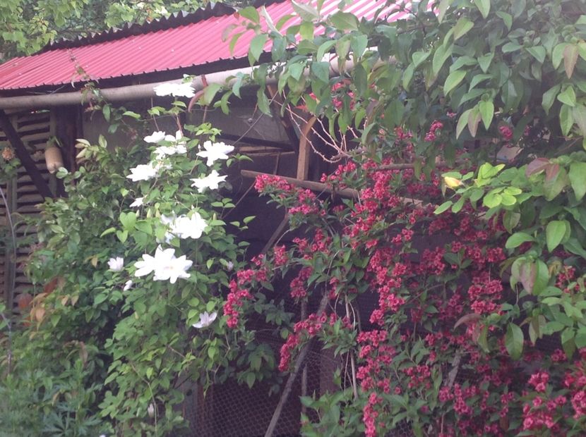  - Gradina feb 2018 un inceput de nou sezon