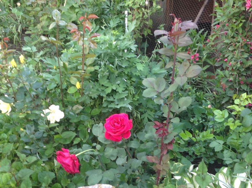  - Gradina feb 2018 un inceput de nou sezon