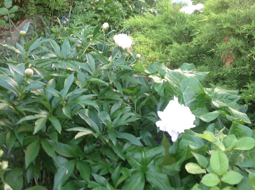  - Gradina feb 2018 un inceput de nou sezon