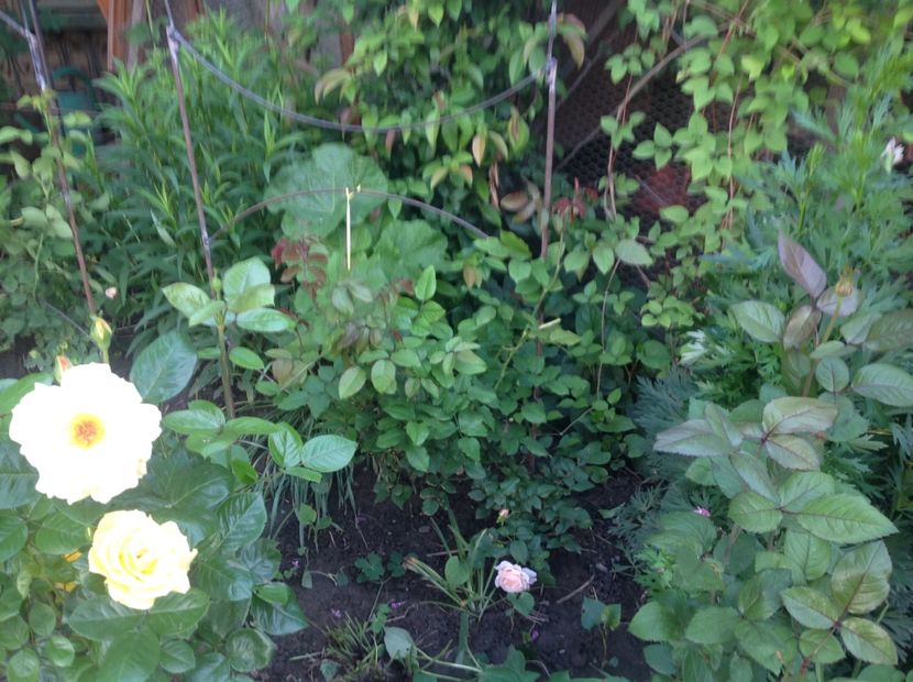  - Gradina feb 2018 un inceput de nou sezon