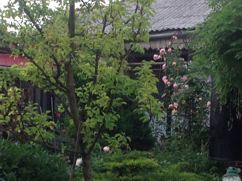  - Gradina feb 2018 un inceput de nou sezon