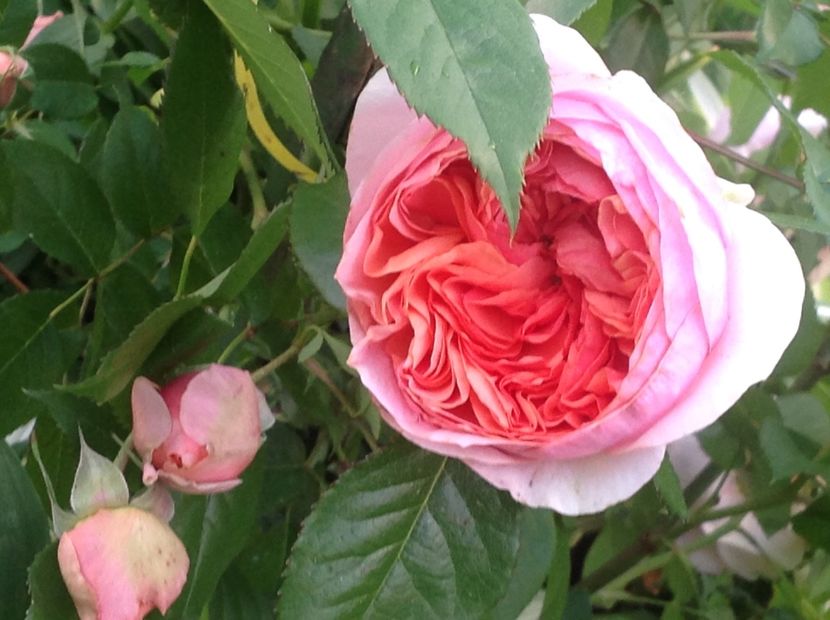  - Gradina feb 2018 un inceput de nou sezon