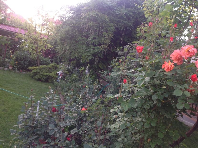  - Gradina feb 2018 un inceput de nou sezon