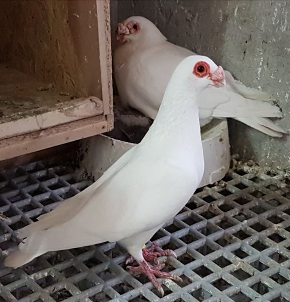  - CARUNCULATI Pentru 2020