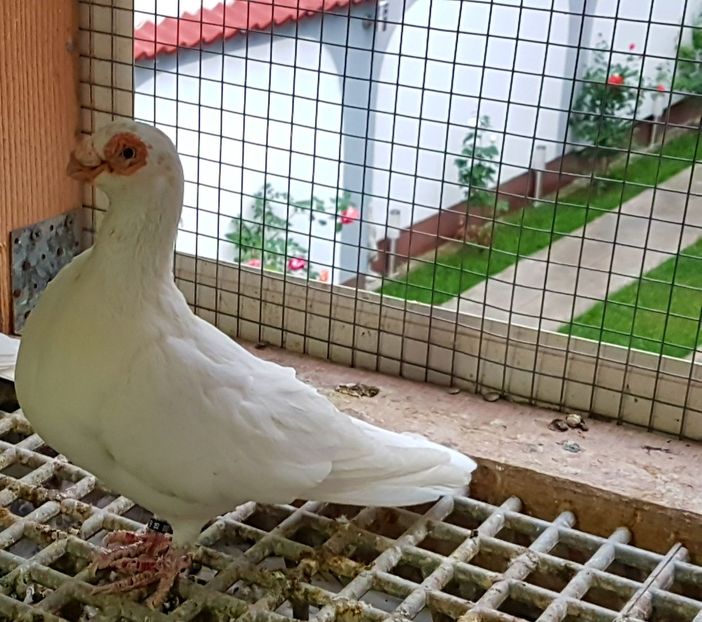  - CARUNCULATI Pentru 2020