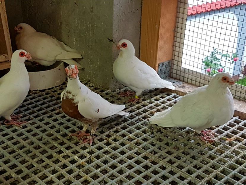  - CARUNCULATI Pentru 2020