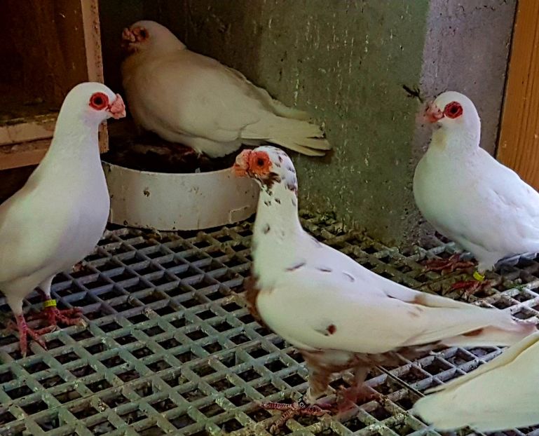  - CARUNCULATI Pentru 2020