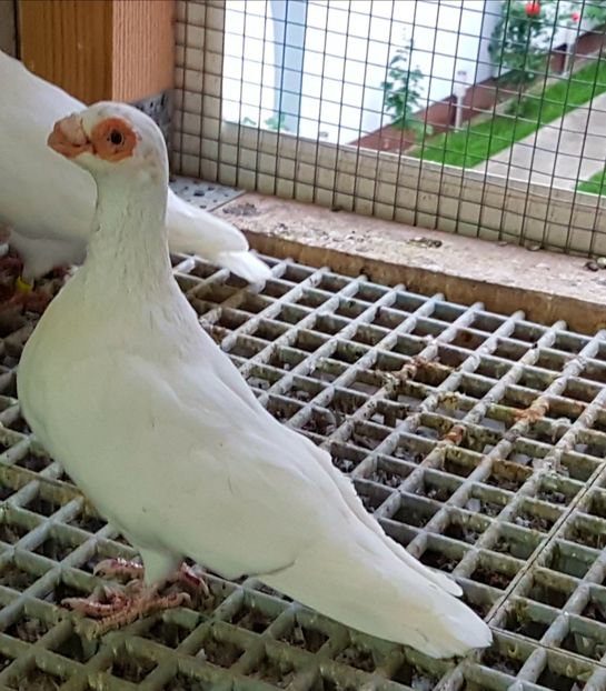  - CARUNCULATI Pentru 2020