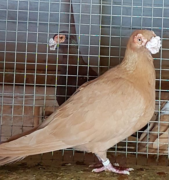  - CARUNCULATI Pentru 2020