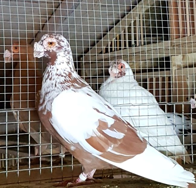  - CARUNCULATI Pentru 2020