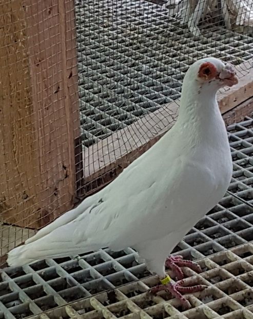  - CARUNCULATI Pentru 2020