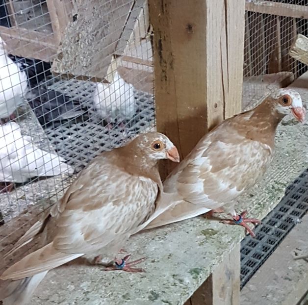  - CARUNCULATI Pentru 2020