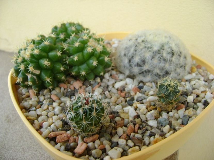 Grup de 4 cactusi - Cactusi 2018 bis