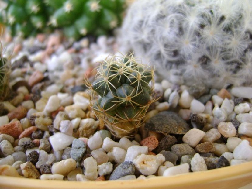 Coryphantha sp. - Cactusi 2018 bis