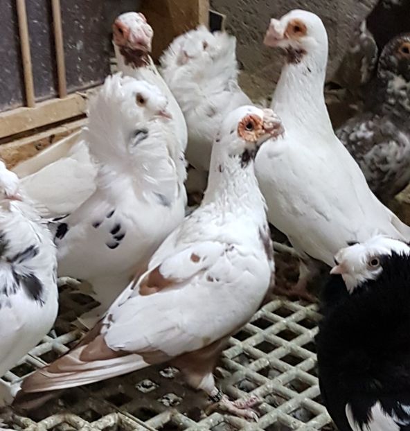  - CARUNCULATI Pentru 2020