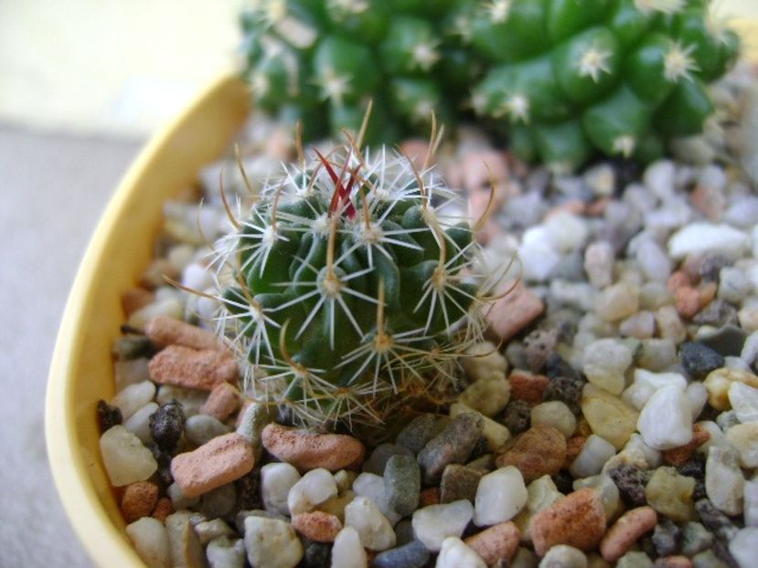 Echinofossulocactus sp. - Cactusi 2018 bis