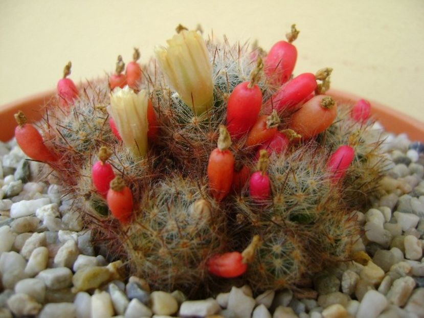 Mammillaria prolifera ssp. texana - Cactusi 2018 bis