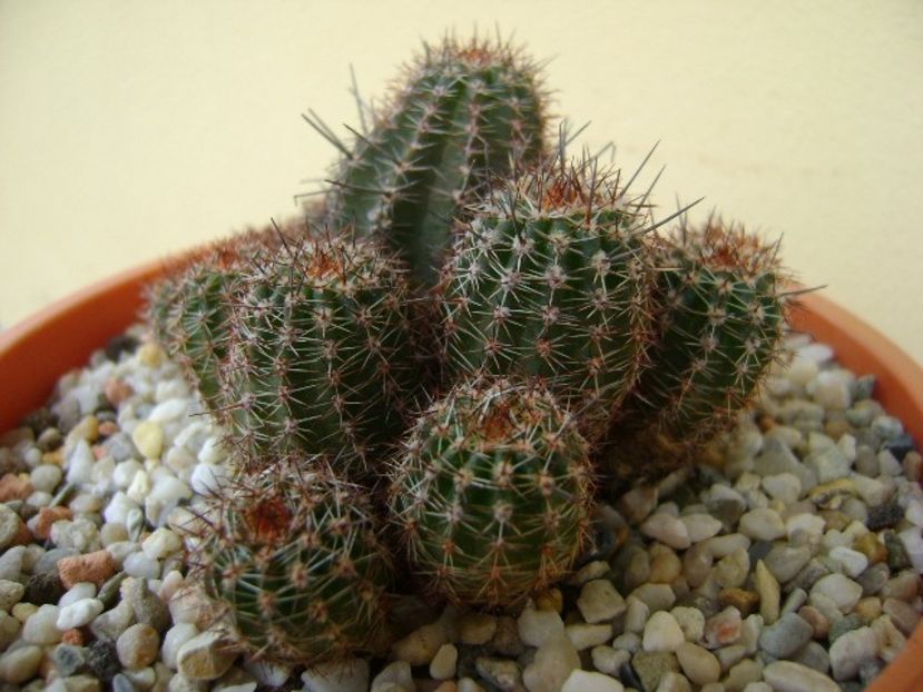 Lobivia (Echinopsis) aurea v. shaferi - Cactusi 2018 bis