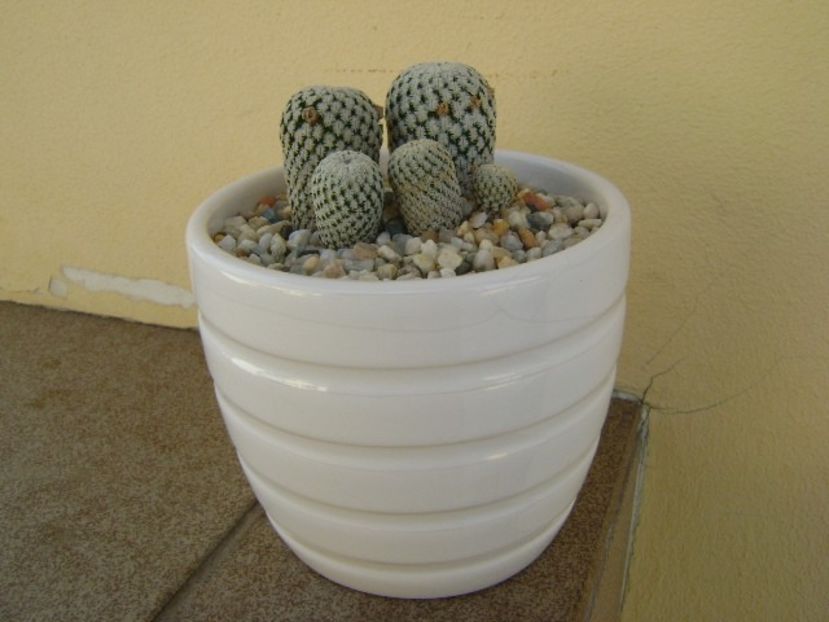 Mammillaria pectinifera - Cactusi 2018 bis