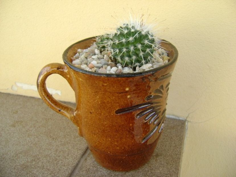 Mammillaria parkinsonii - Cactusi 2018 bis