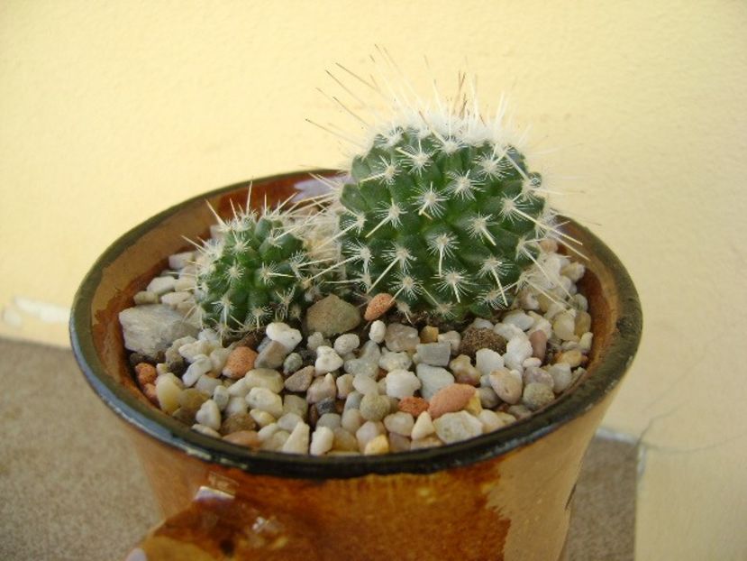 Mammillaria parkinsonii - Cactusi 2018 bis