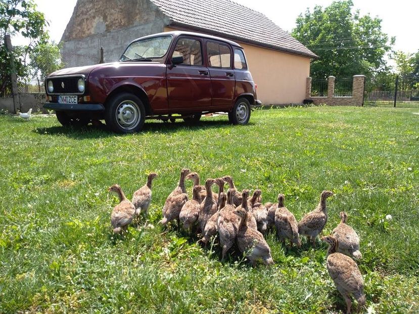 avem o luna - FREE RANGE