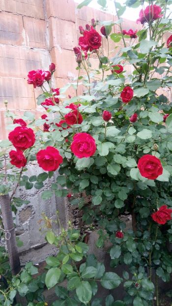  - Necunoscut posibil Paul Scarlet