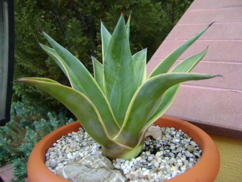 Agave desmettiana - Agave si Yucca 2018