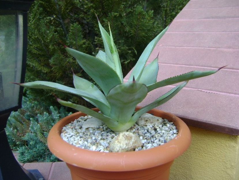 Agave ovatifolia - Agave si Yucca 2018