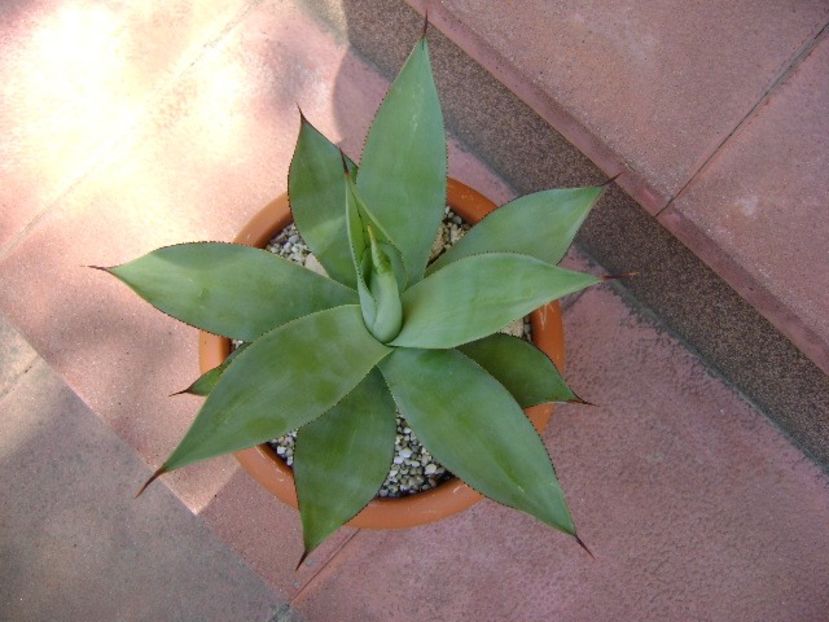 Agave ovatifolia - Agave si Yucca 2018