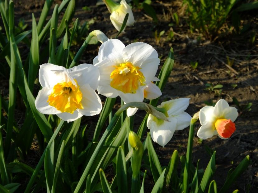  - 2018_03_Narcise_I