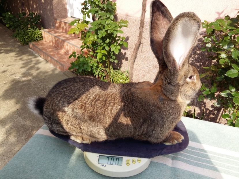 M   RO 7  127215   6 LUNI - TINERET 2018