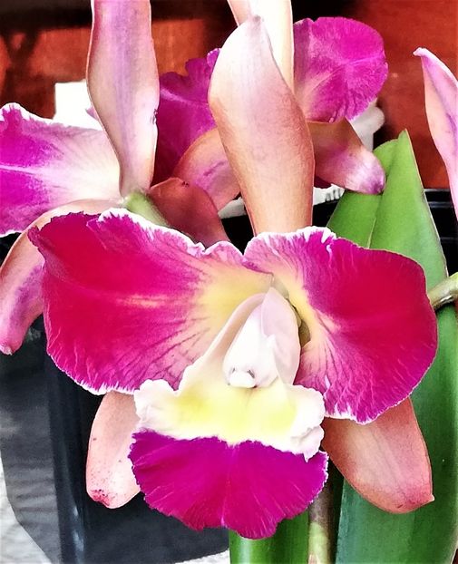  - Cattleya