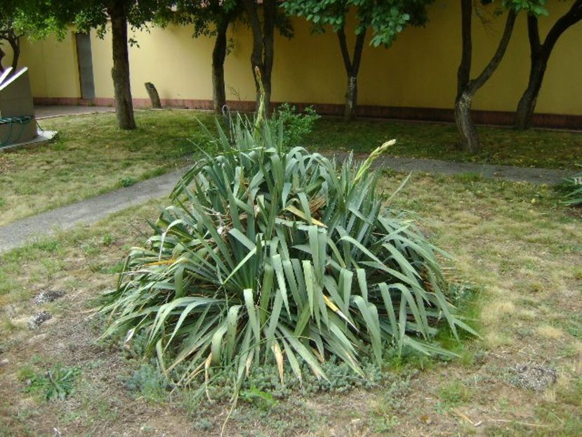 Yucca filamentosa, tije florale - Primavara 2018
